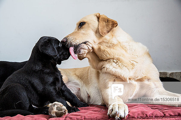 Nahaufnahme des Goldenen Labradors  der die Nase des schwarzen Labrador-Welpen leckt.