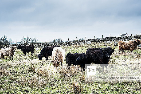 Herd of Highland cattle grazing on a pasture.