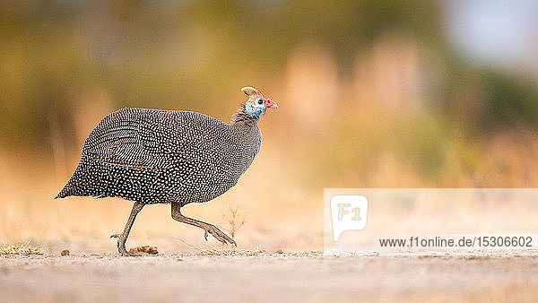 Ein behelmter Perlhuhn  Numida meleagris  läuft über eine Straße  Seitenprofil  aus dem Rahmen schauend  Vorderbein angehoben