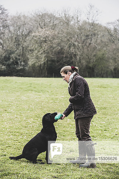 Woman standing outdoors in a field giving a green toy to Black Labrador dog.