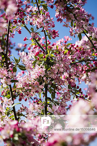 Nahaufnahme von Obstbaumzweigen mit einer Fülle von rosa und weißen Blüten.