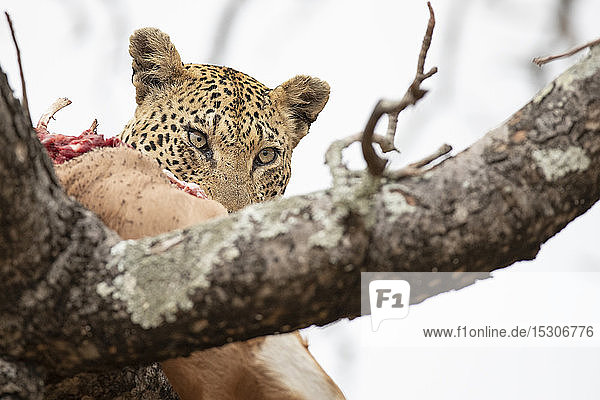 Ein Leopard  Panthera pardus  frisst seine Beute in einem Baum  schaut aus dem Rahmen  weißer Hintergrund