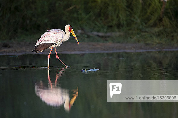 Ein Gelbschnabelstorch  Mycteria ibis  läuft durchs Wasser und zeigt seine Spiegelung  Bein angehoben  Seitenansicht