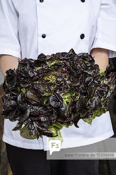 Nahaufnahme eines Küchenchefs  der einen Haufen grünen und violetten Salat hält.