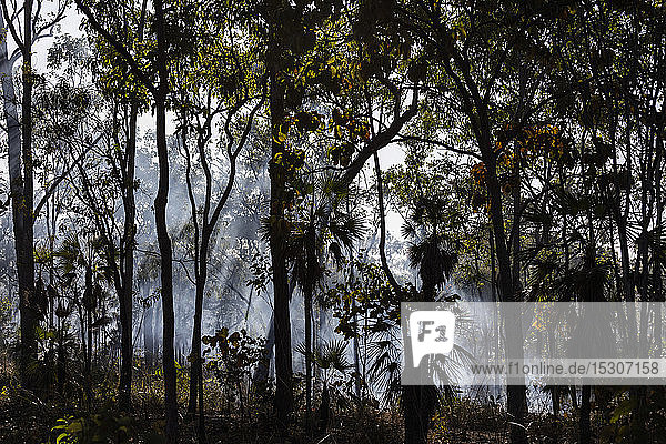 Vorbeugender Brandrauch in tropischen Wäldern  Kakadu National Park  Australien