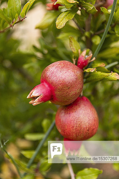 Nahaufnahme Bio-Granatapfel wächst auf einem Zweig