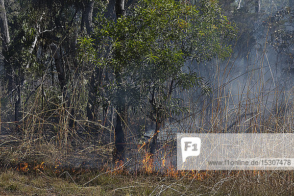Vorbeugendes Flächenbrandfeuer im Wald  Kakadu National Park  Australien