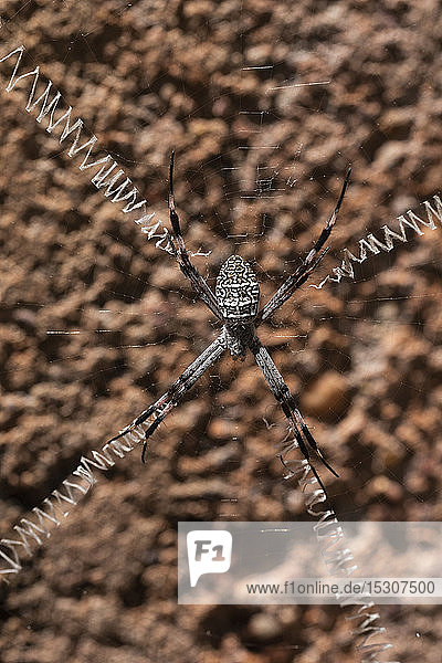 Nahaufnahme einer Spinne mit langen Beinen  die über ein Spinnennetz gespreizt sind