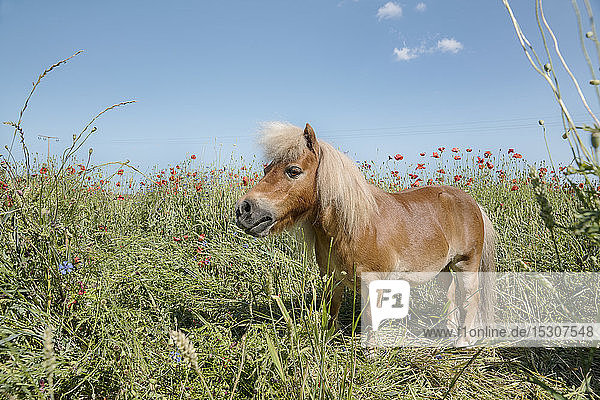 Pony in einem sonnigen Feld mit Mohnblumen auf dem Land
