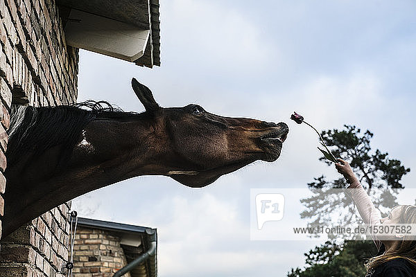 Mädchen zeigt einem neugierigen Pferd  das sich aus dem Scheunenfenster lehnt  eine Tulpe