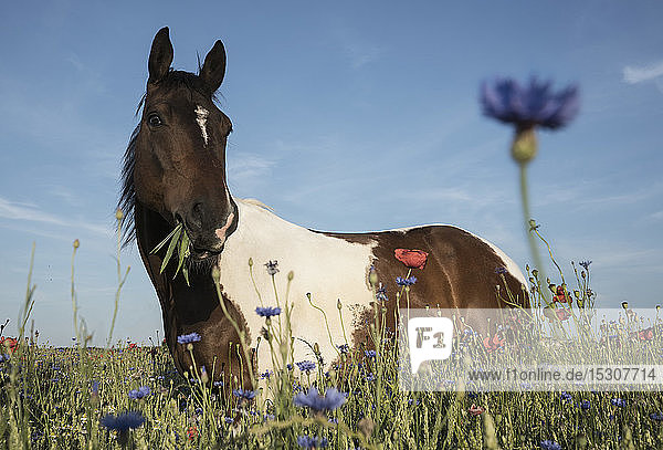 Porträt Pferd grasen in sonnigen ländlichen Feld mit Wildblumen