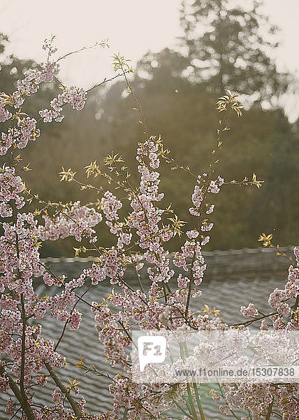Rosa Kirschblütenbaum in der Blüte  Kyoto  Präfektur Kyoto  Japan