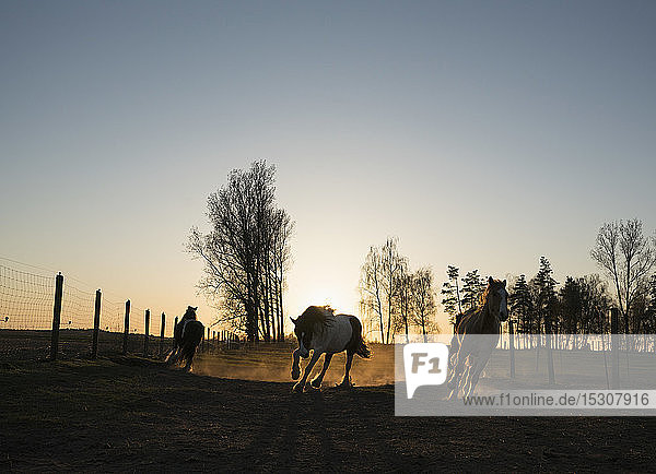 Pferde auf einer idyllischen Weide bei Sonnenuntergang  Wiendorf  Mecklenburg  Deutschland