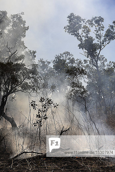 Aufsteigender Rauch von einem schwelenden vorbeugenden Brandfleck  Kakadu National Park  Australien