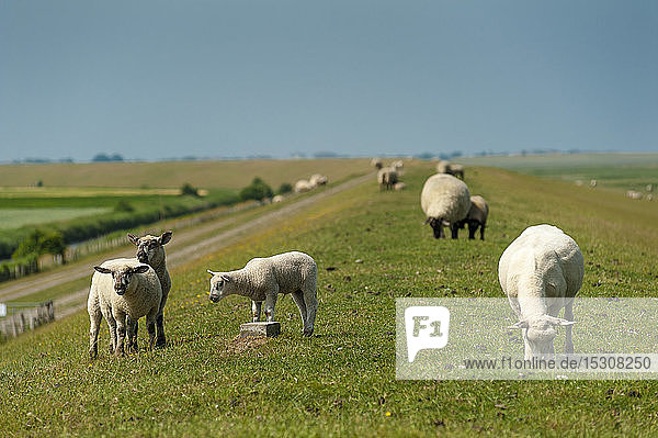 Deutschland Schleswig-Holstein Sankt Peter-Ording Schafe auf dem Deich