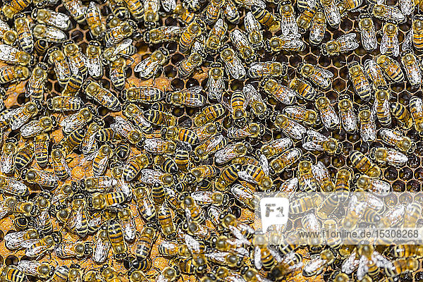 Nahaufnahme von auf Waben sitzenden Honigbienen
