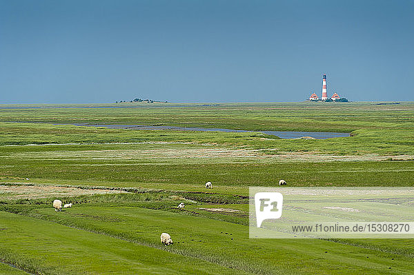 Deutschland Schleswig-Holstein Schafe auf Salzwiese mit Westerheversand-Leuchtturm im Hintergrund