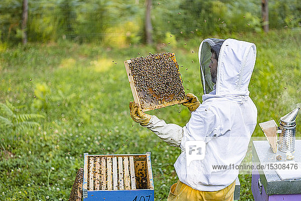 Imker-Kontrollrahmen mit Honigbienen