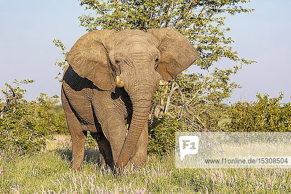 Namibia  Etoscha-Nationalpark  Afrikanischer Elefant
