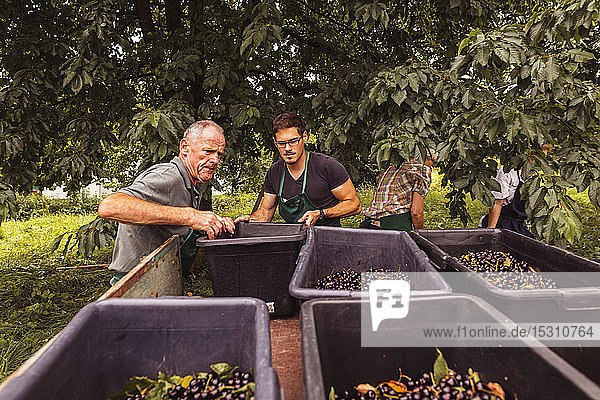 Zwei Männer stellen während der Ernte im Obstgarten eine Kiste mit Kirschen auf einen Anhänger