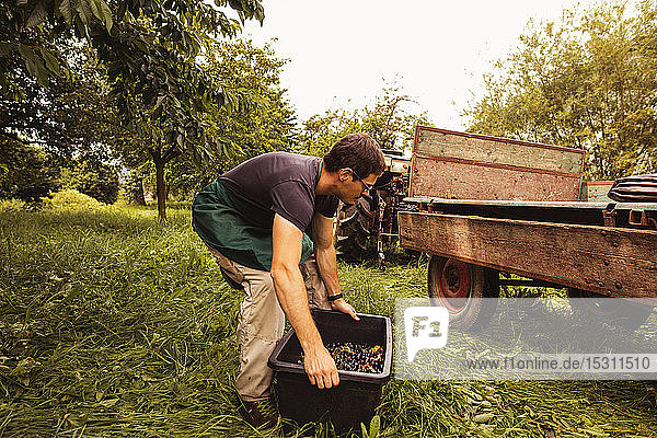 Man putting a box with cherries on trailer during harvest in orchard