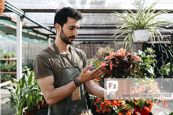 Angestellter in einem Gartencenter  der eine Blume pflegt