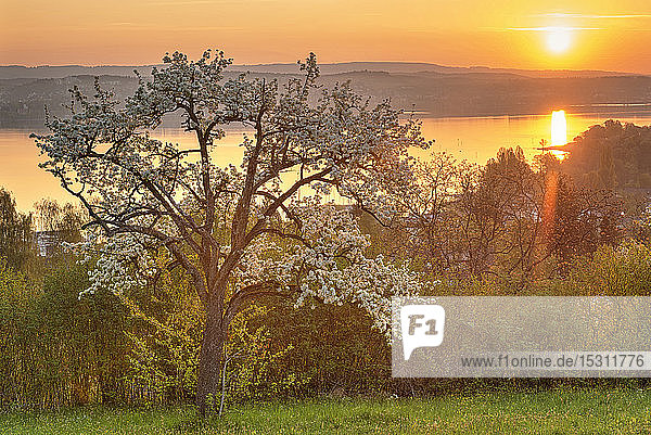 Deutschland  Baden-Württemberg  Bodensee und Bäume bei Sonnenaufgang
