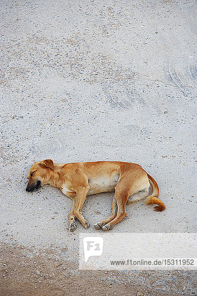 Schlafender Hund auf dem Boden Sur Oman
