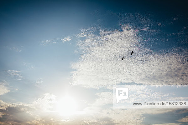 Two birds flying in the sky at sunrise