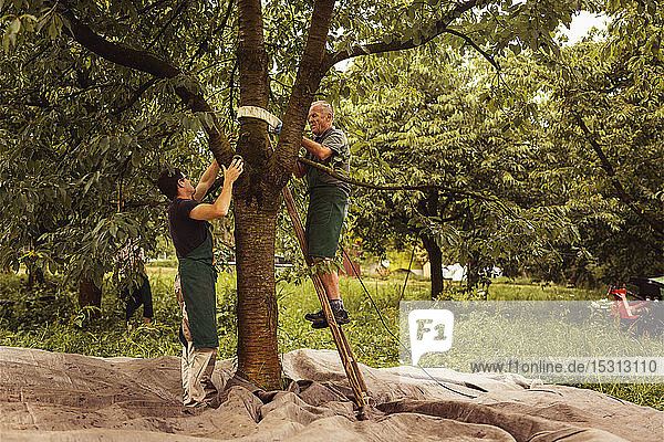 Zwei Männer beim Kirschbaum während der Ernte im Obstgarten