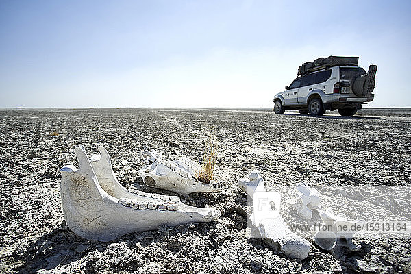 Off-road vehicle driving on a dirt road close to a zebra skull  Makgadikgadi Pans  Botswana