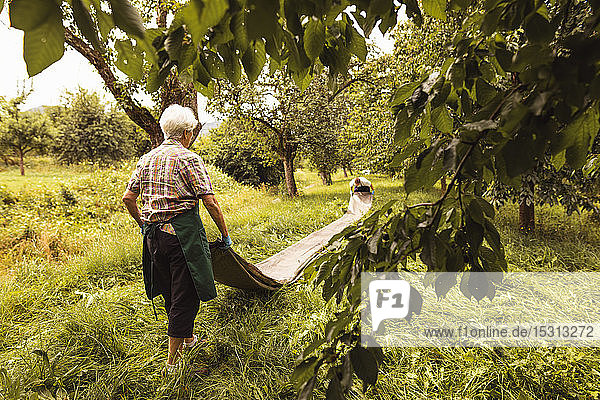 Ältere Frau mit Plane bei der Kirschenernte im Obstgarten