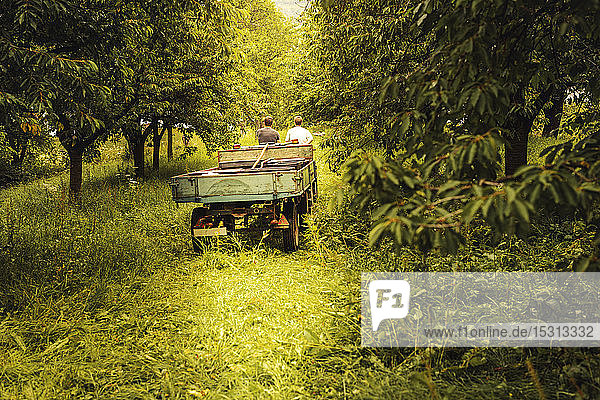 Zwei Personen mit Traktor transportieren geerntete Kirschen im Obstgarten