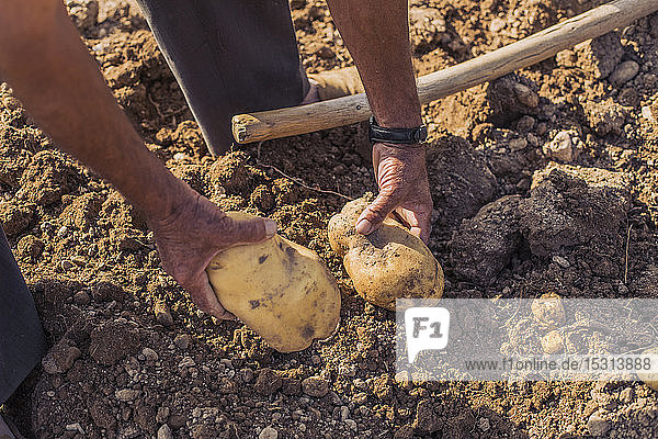 Mann erntet Kartoffeln mit einer Mistgabel auf einem Feld
