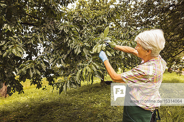 Ältere Frau pflückt Kirschen vom Baum im Obstgarten