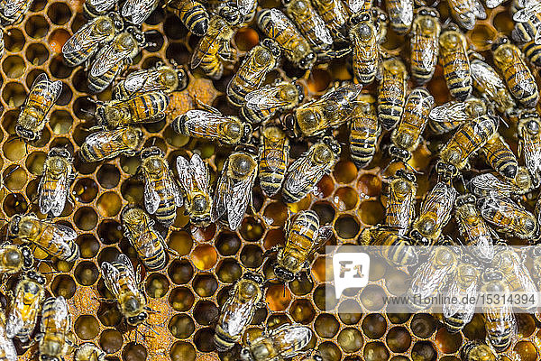 Nahaufnahme von auf Waben sitzenden Honigbienen