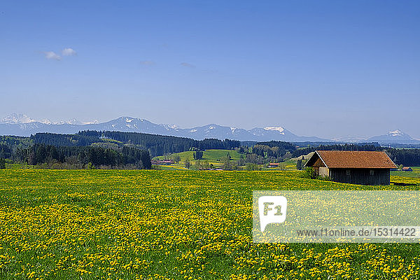 Gelbe ländliche Wiese mit Bergen im fernen Hintergrund  Marktoberdorf  Bayern  Deutschland