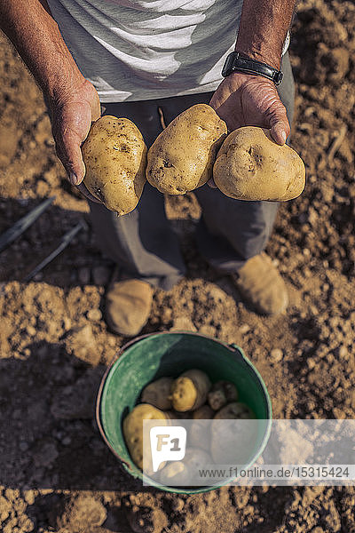 Mann erntet Kartoffeln mit einer Mistgabel auf einem Feld