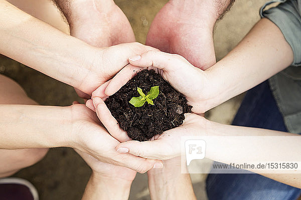 Close-up of hands of friends holding a young plant