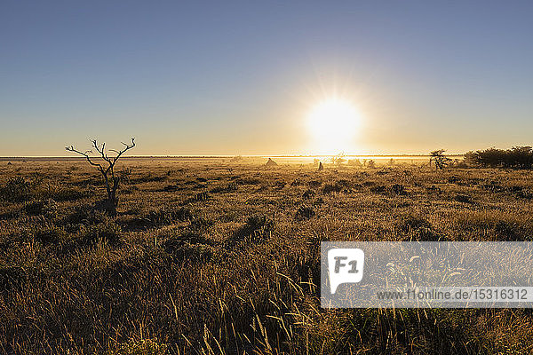 Afrika  Namibia  Etoscha-Nationalpark  Landschaft  Steppe bei Sonnenaufgang