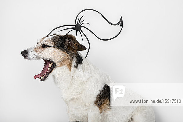 Portrait of yawning mongrel with drawn ponytail in front of white background
