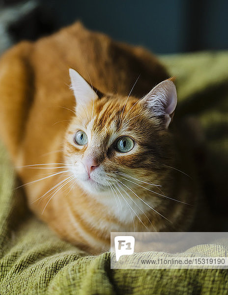 Porträt einer rothaarigen Katze