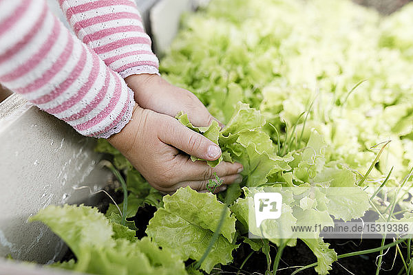 Close-up of girl's hands touching lettuce in a raised bed