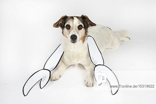 Portrait of mongrel as Cancer with drawn pincers lying on white ground