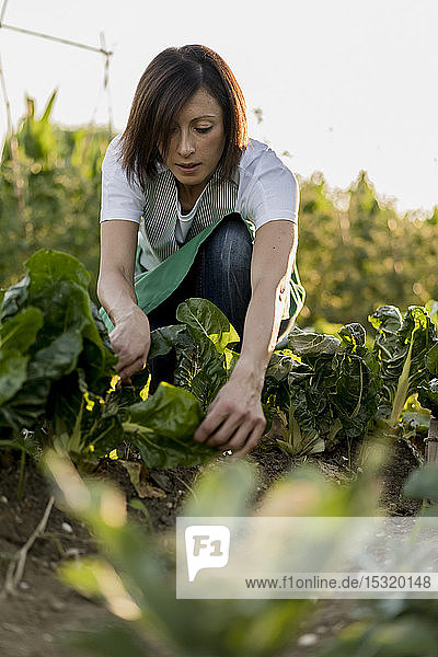 Woman working in her vegetable garden