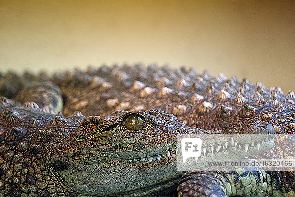 Nahaufnahme des Kiefers eines Nilkrokodils (crocodylus niloticus).