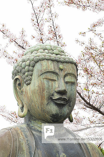 Kopf der Bouddha-Statue im Gokokuji-Tempel unter einem blühenden Kirschbaum  Tokio  Japan