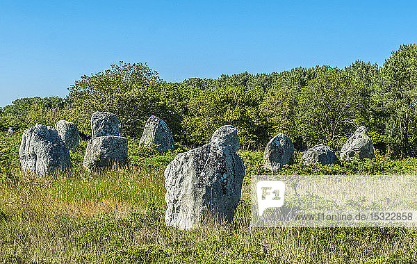 Frankreich  Bretagne  Morbihan  Steinreihe von Carnac (Neolithikum)