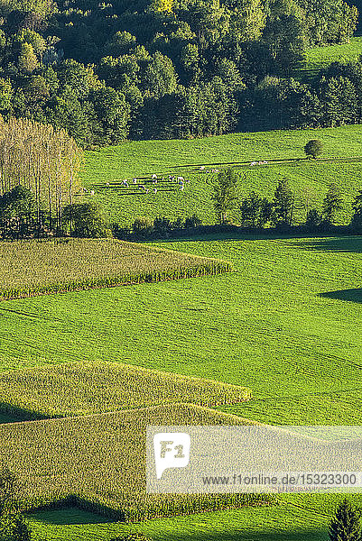 France Pyrenees National Park Val d'Azun cornfield in Aucun