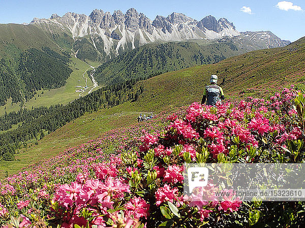 Austria  Tirol  Stubai alps  a groupe of hikers is crossing a mounatin field covered with pink rhododendrons in front of the KalkkÃ¶gel limestone range.